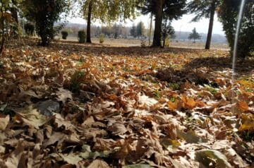 autumn, sonbahar, şiir, bilgekualayaziyor, kasım