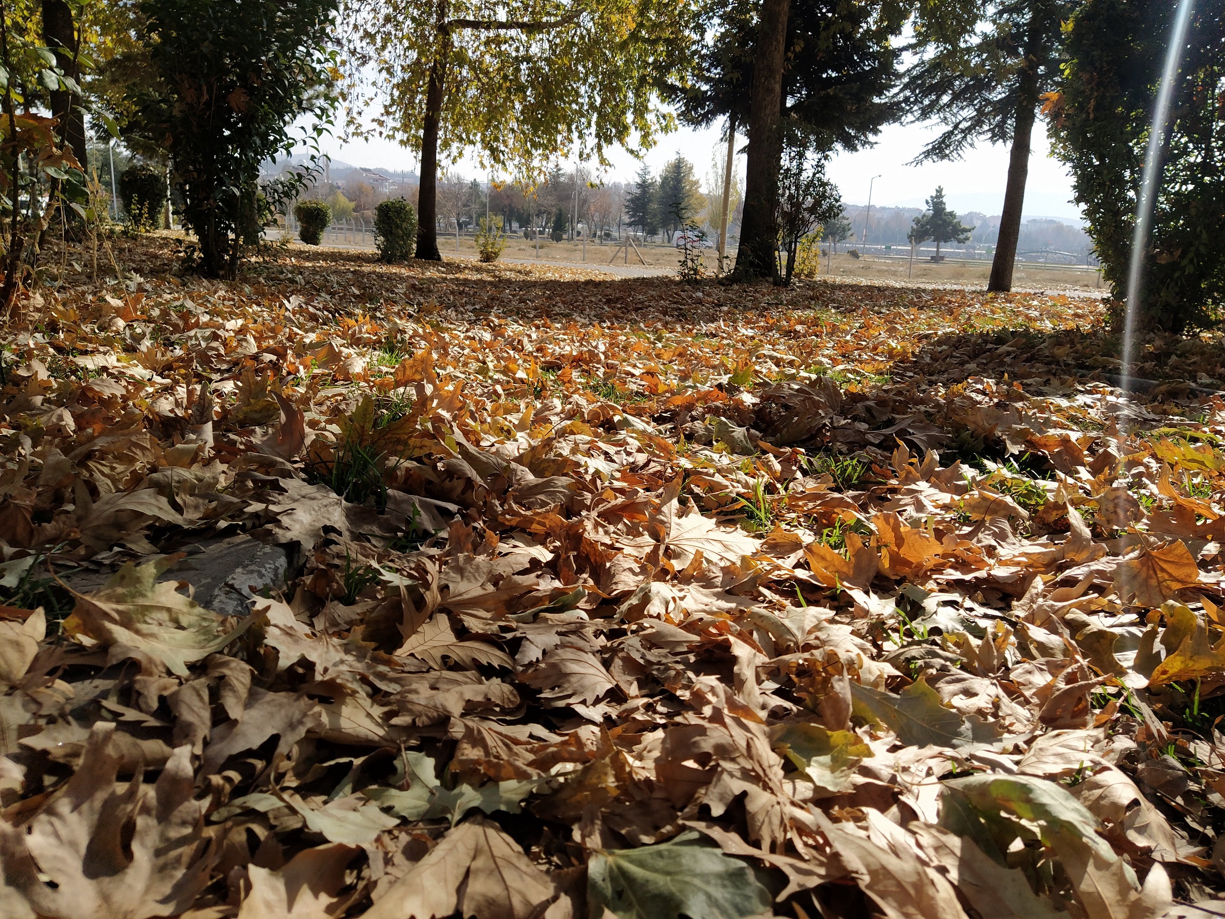 autumn, sonbahar, şiir, bilgekualayaziyor, kasım